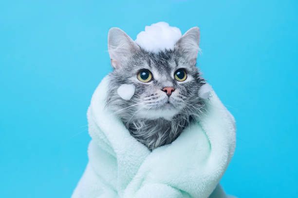 Best Cat Shampoos for persian